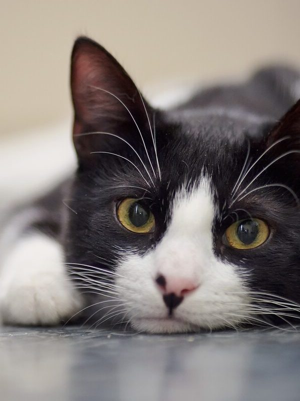 Pet Euthanasia Services in Salt Lake City, UT